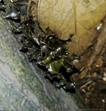 Cordierites frondosa image