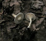 Clitocybe gibba image