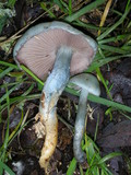 Stropharia aeruginosa image