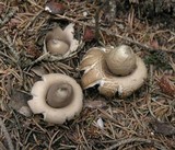 Geastrum fimbriatum image