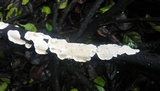Byssomerulius corium image