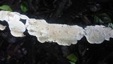 Byssomerulius corium image