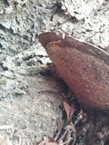 Ganoderma sessile image