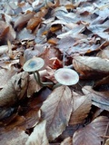 Psilocybe bohemica image