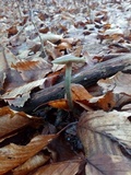 Psilocybe bohemica image