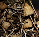 Psilocybe semilanceata image