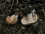 Hebeloma sinapizans image