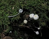 Hemimycena cucullata image