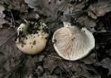 Lactarius acerrimus image