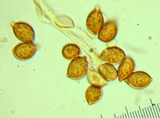 Phaeocollybia olivacea image