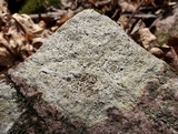 Porpidia albocaerulescens var. albocaerulescens image