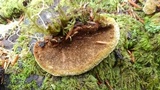 Osmoporus mexicanus image