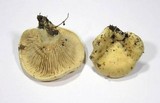 Lactarius acerrimus image
