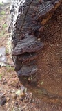 Phellinus gilbertsonii image