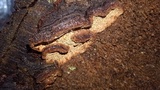 Phellinus gilbertsonii image
