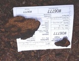 Phellinus gilbertsonii image
