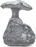 Laccocephalum basilapidoides image
