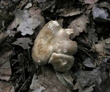 Lactarius azonites image