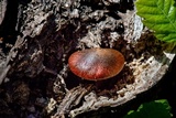 Gymnopilus thiersii image