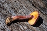 Gymnopilus thiersii image
