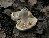 Lactarius azonites image