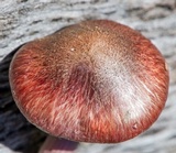 Gymnopilus thiersii image