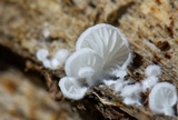 Clitopilus hobsonii image