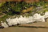 Peniophorella praetermissa image