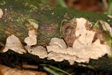 Phanerochaete velutina image