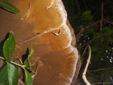 Phellinus robiniae image