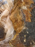 Phellinus robiniae image