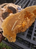 Phellinus robiniae image