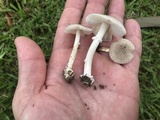 Amanita subvirginiana image
