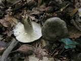 Lactarius blennius image