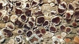 Myriolecis dispersa image