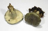 Lactarius blennius image
