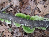 Cerrena unicolor image