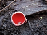 Sarcoscypha austriaca image