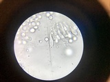 Amanita subvirginiana image