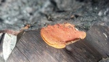 Earliella scabrosa image