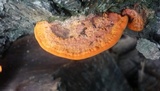 Earliella scabrosa image