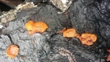 Earliella scabrosa image
