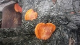 Earliella scabrosa image