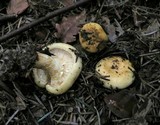 Lactarius intermedius image