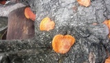 Earliella scabrosa image