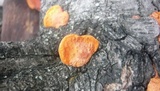Earliella scabrosa image