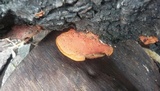 Earliella scabrosa image