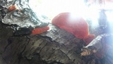 Earliella scabrosa image