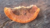 Earliella scabrosa image