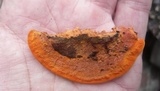 Earliella scabrosa image